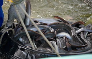 厳選された活鰻を仕入れ